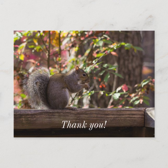 Squirrel Chow Time Danke Postcard Postkarte (Vorderseite)