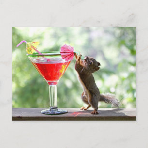 Squirrel Drinking Cocktail Postkarte