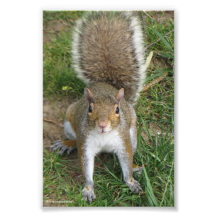 Squirrel Fotodruck