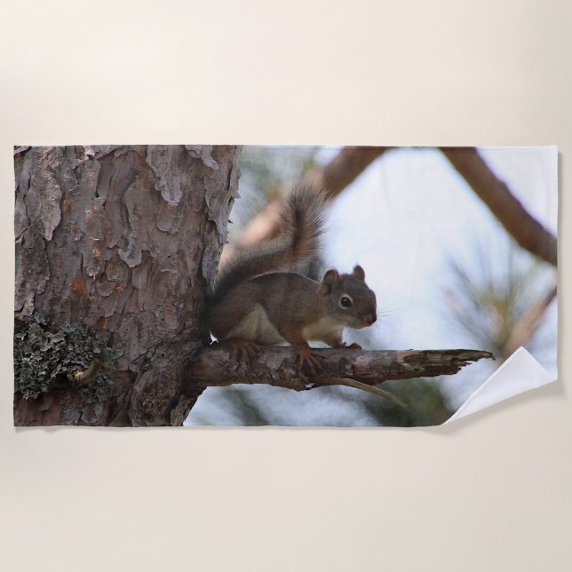 Squirrel in a Pine Tree Beach Towel Strandtuch (Vorderseite)
