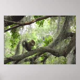 Squirrel in Baum 40" X 27" Poster