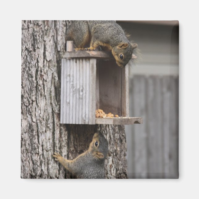 Squirrel Magnet (Vorne)