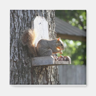 Squirrel Magnet