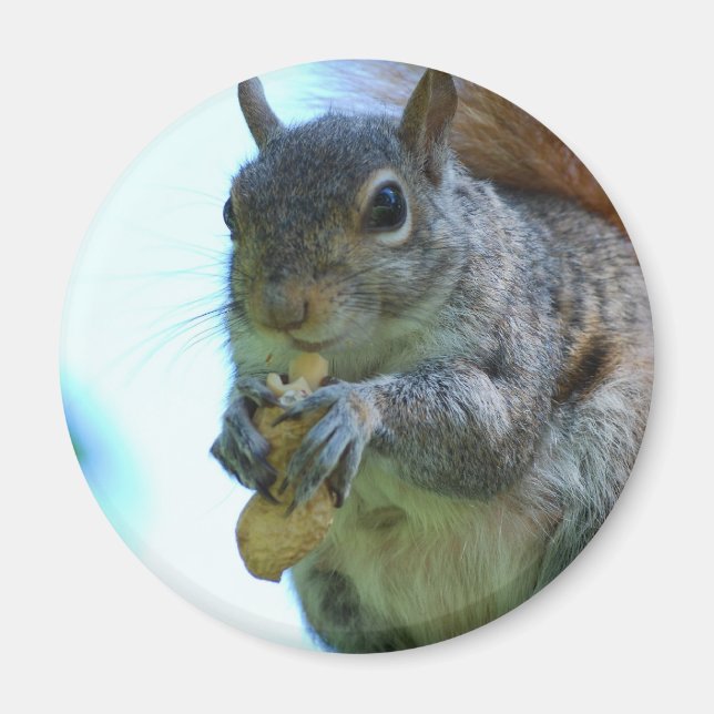 Squirrel Magnet (Vorne)