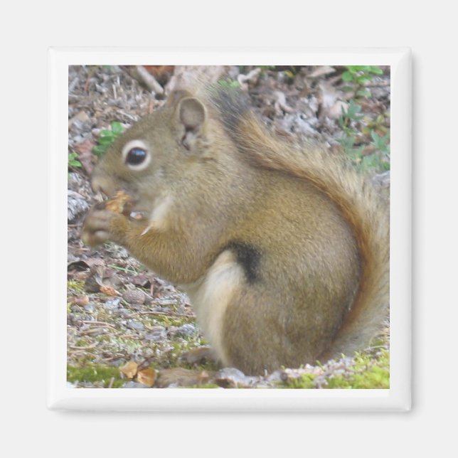 Squirrel Magnet (Vorne)