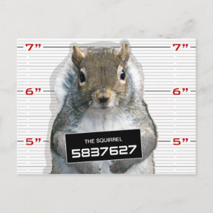 Squirrel Mug Shot Postkarte