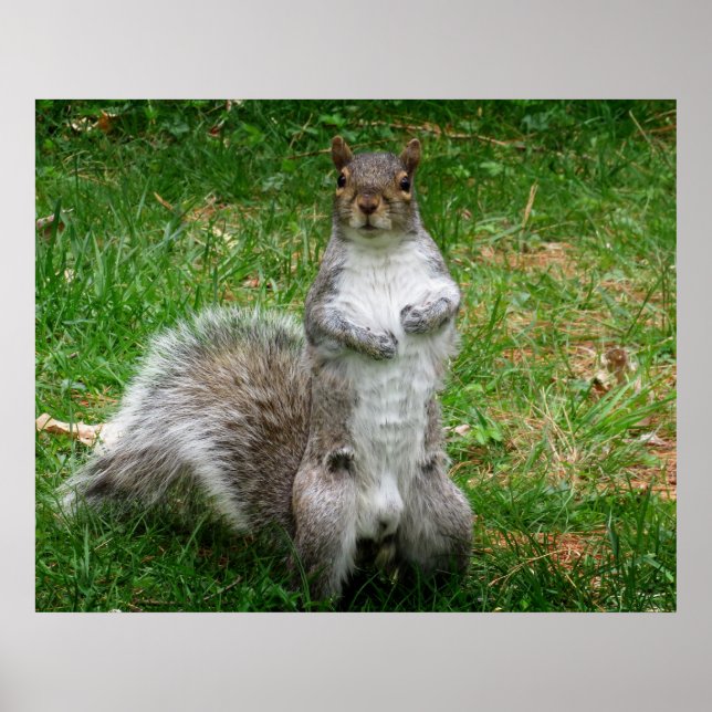 Squirrel Standing Poster (Vorne)