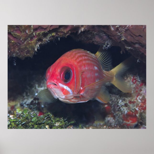 Squirrelfish Closeup Poster (Vorne)