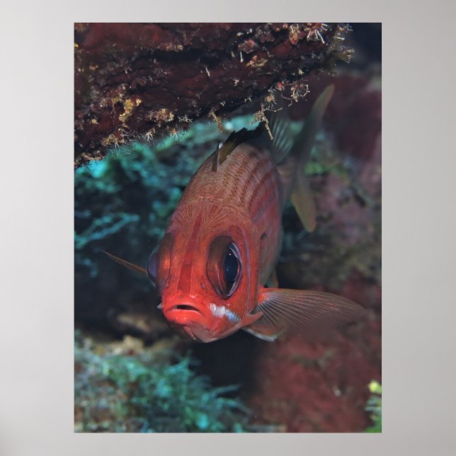 Squirrelfish Portrait Poster (Vorne)