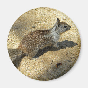 Squirrell Magnet