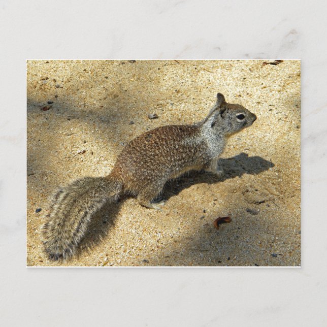 Squirrell Postkarte (Vorderseite)