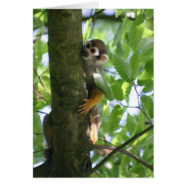 Squirrelmonkey (Vorne)