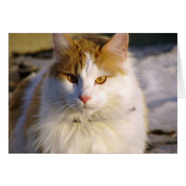 Squishy (Vorderseite (Horizontal))