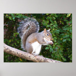 Squrrel, das Brot isst Poster
