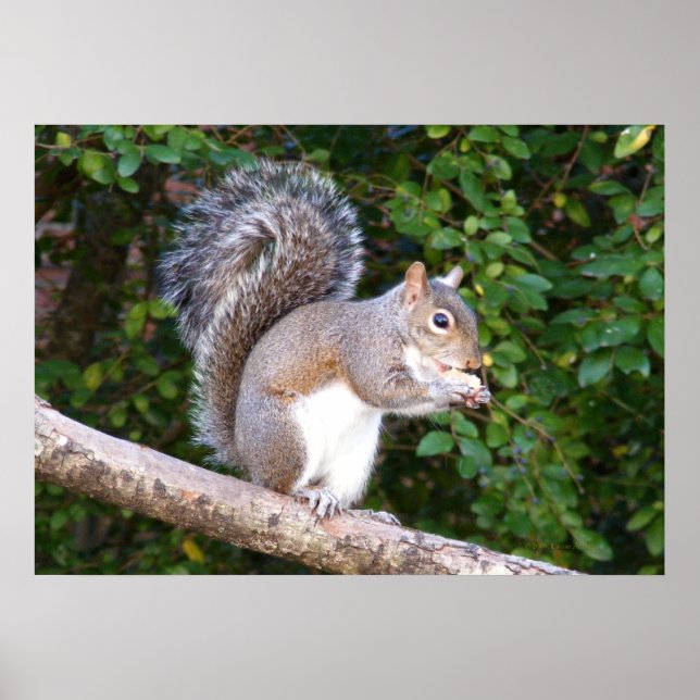 Squrrel Eating Brot Poster (Vorne)