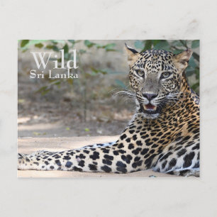 Sri Lanka Leopard Postkarte