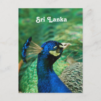 Sri Lanka-Pfau Postkarte