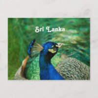 Sri Lanka-Pfau
