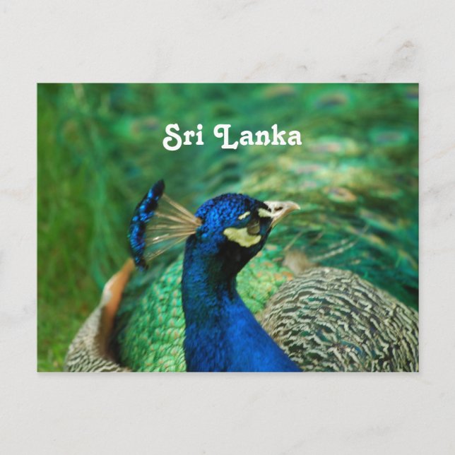 Sri Lanka-Pfau Postkarte (Vorderseite)