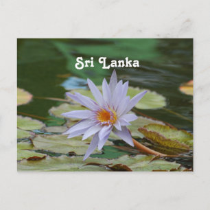Sri Lanka Water Lily Postkarte