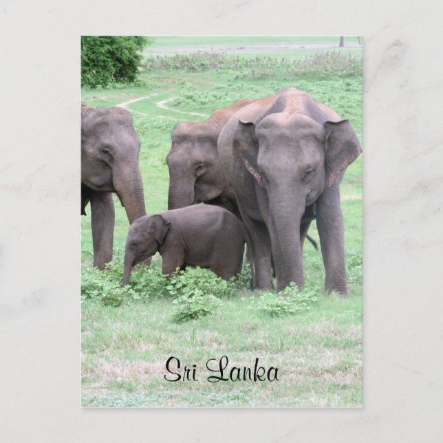 Sri-lankan-Elefanten Postkarte (Vorderseite)