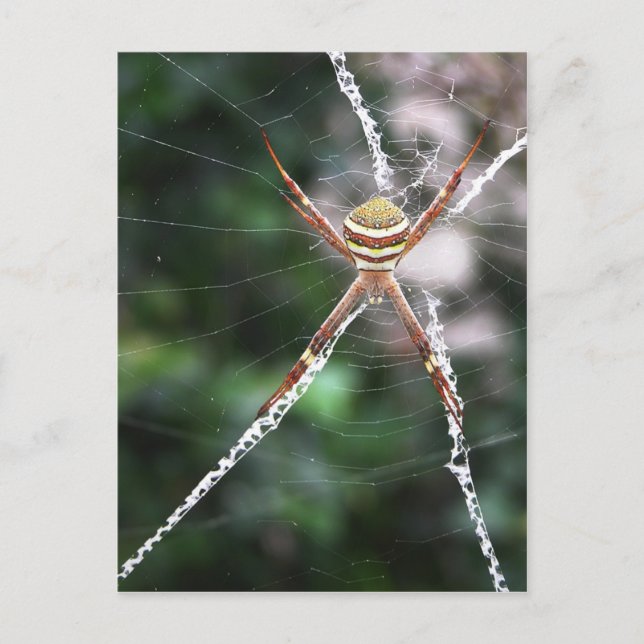 St Andrews Cross Spider Postcard Postkarte (Vorderseite)