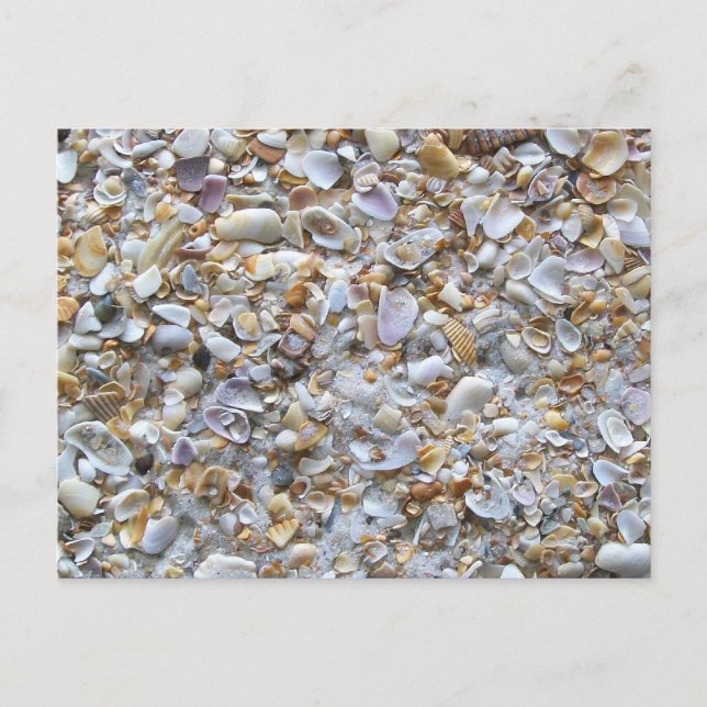 St. Augustine Beach Sand und Tiny Muscheln Postkarte (Vorderseite)