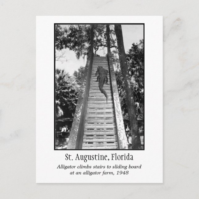 St. Augustine Retro-Alligator Postkarte (Vorderseite)