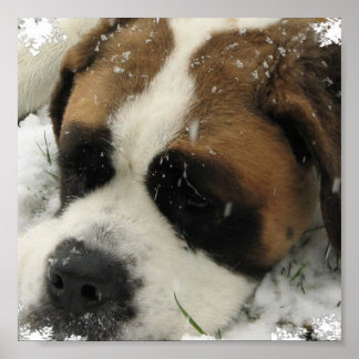 St Bernard Canvas Print Poster