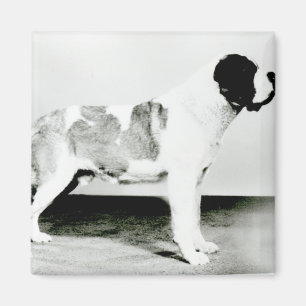 St. Bernard Dog Magnet