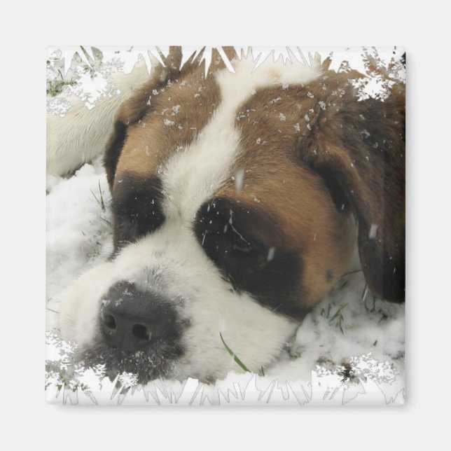 St Bernard Dog Magnet (Vorne)