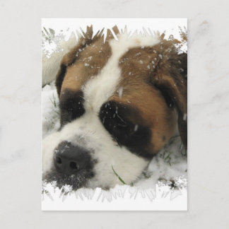 St Bernard Dog Postcard Postkarte