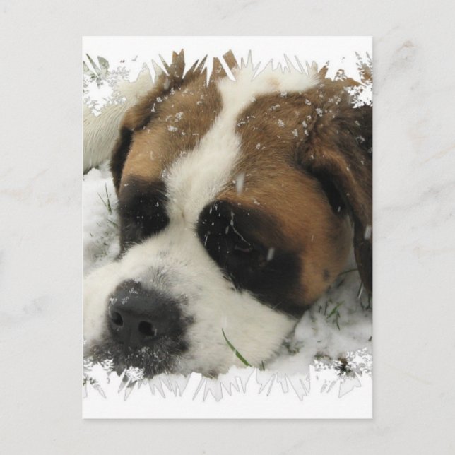 St Bernard Dog Postcard Postkarte (Vorderseite)