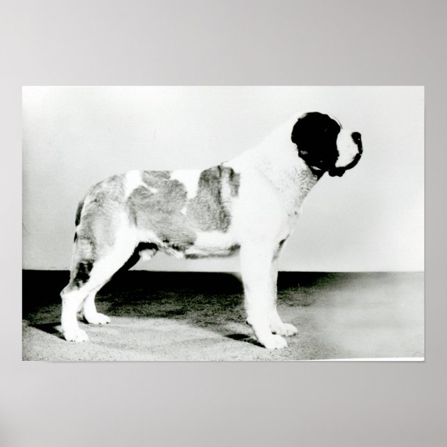 St. Bernard Dog Poster (Vorne)