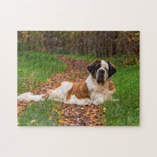 St. Bernard Hund im Herbst Puzzle