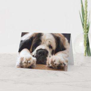 St. Bernard Hundefotografie Feiertagskarte