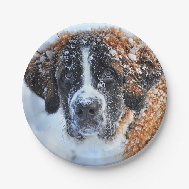 St. Bernard im Schnee Pappteller (Vorderseite)