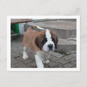 st bernard pup.png postkarte