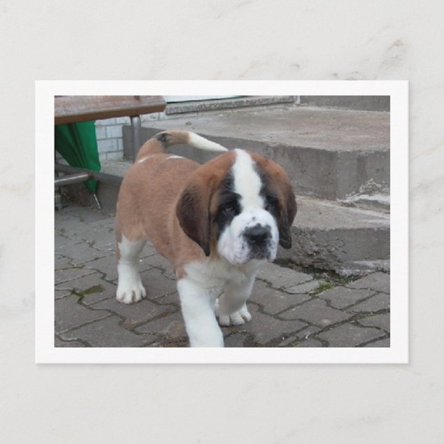 st bernard pup.png postkarte (Vorderseite)