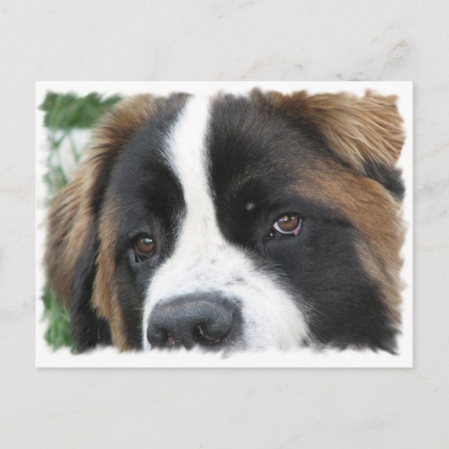 St Bernard Puppies Postcard Postkarte (Vorderseite)