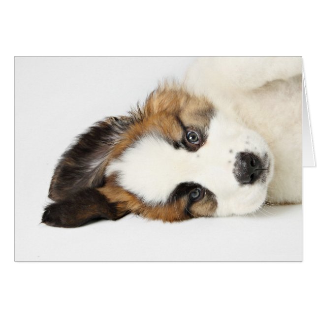 St. Bernard Puppy (Vorderseite (Horizontal))