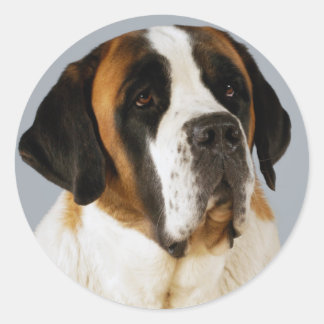St. Bernard Puppy Docker / Label Runder Aufkleber