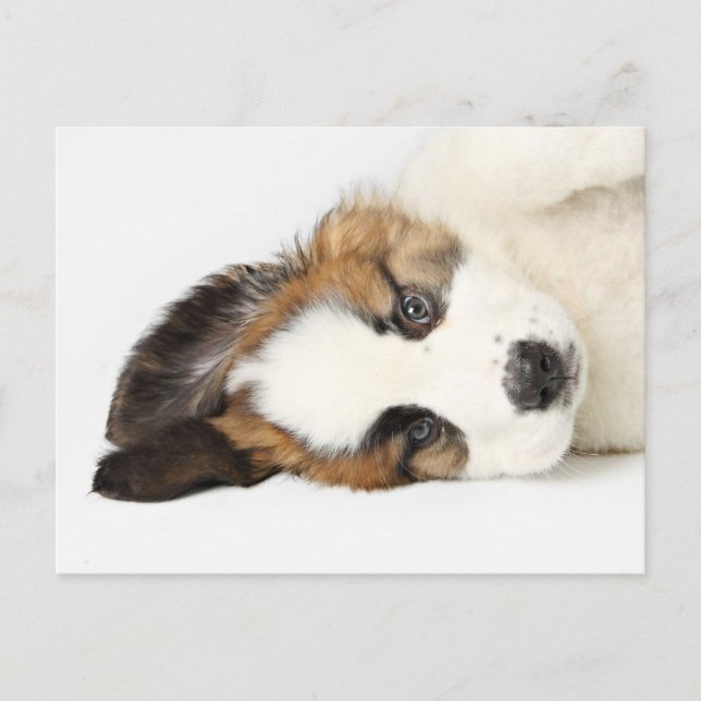 St. Bernard Puppy Postkarte (Vorderseite)