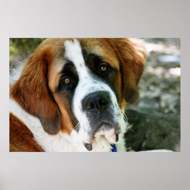 St.-Bernhard-Hund Poster (Vorne)