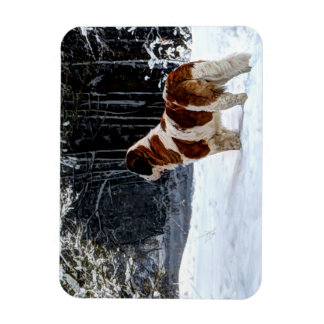 St. Bernhard Schnee fotografischer Weihnachtsgruß Magnet