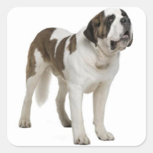 St. Bernhard Welpe Aufkleber / Etikett
