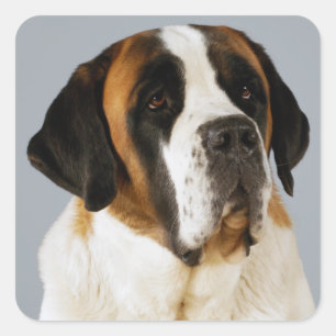St. Bernhard Welpenhund Aufkleber / Etikett
