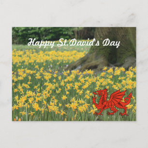 St. David's Day Daffodils Postkarte