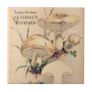 ST. GEORGE'S MUSHROOM FLIESE