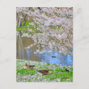 St James's Park London UK Postcard Postkarte